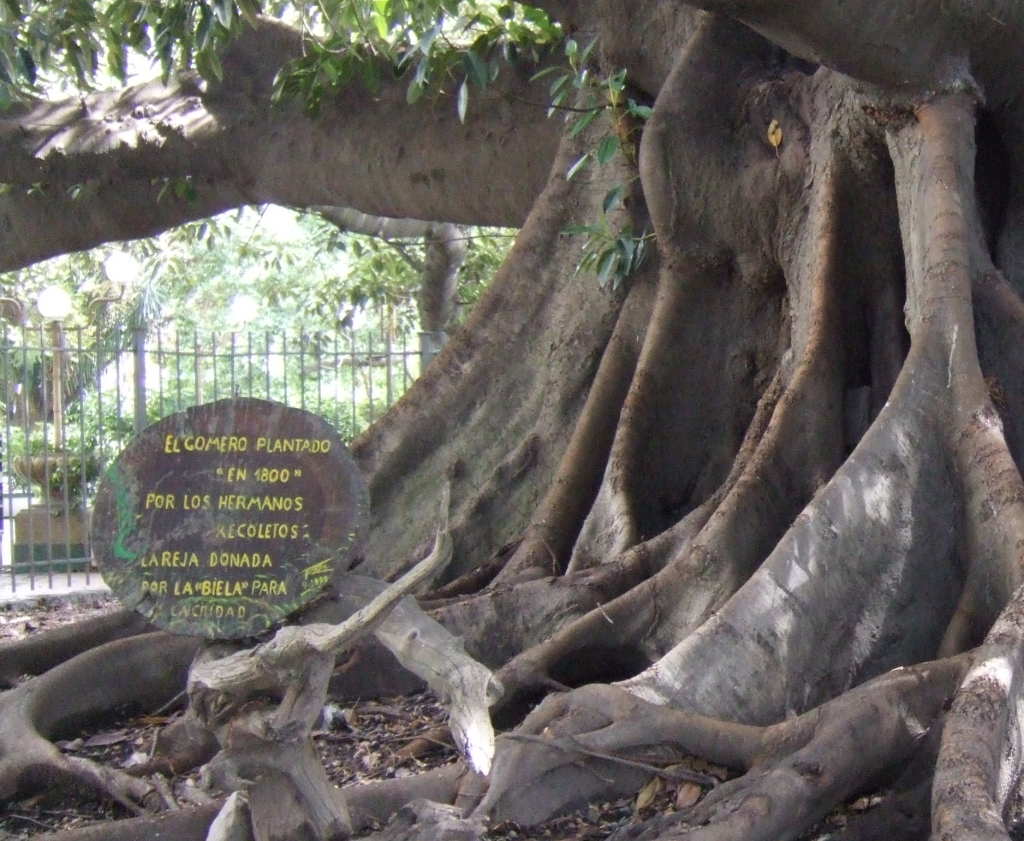 El Gomero in Recoleta