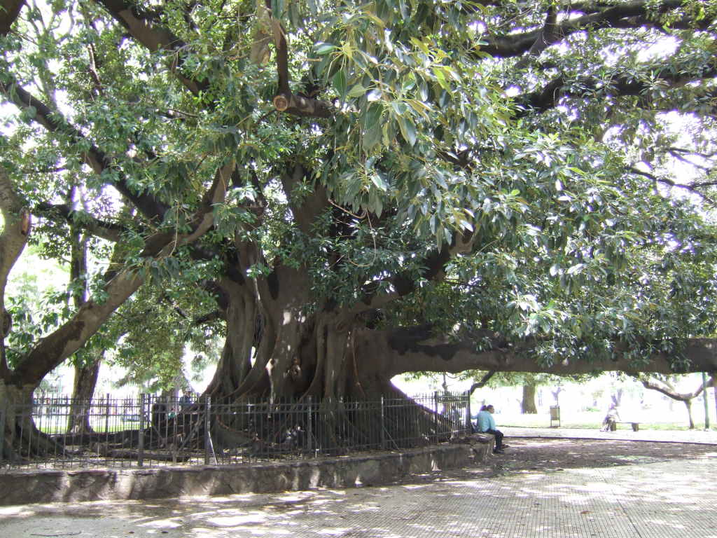 El Gomero in Plaza San Martin