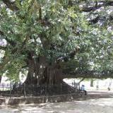 El Gomero in Plaza San Martin