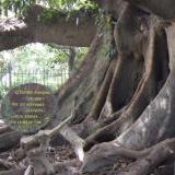 El Gomero in Recoleta El Gomero in Recoleta