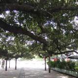 El Gomero branches need support El Gomero branches need support