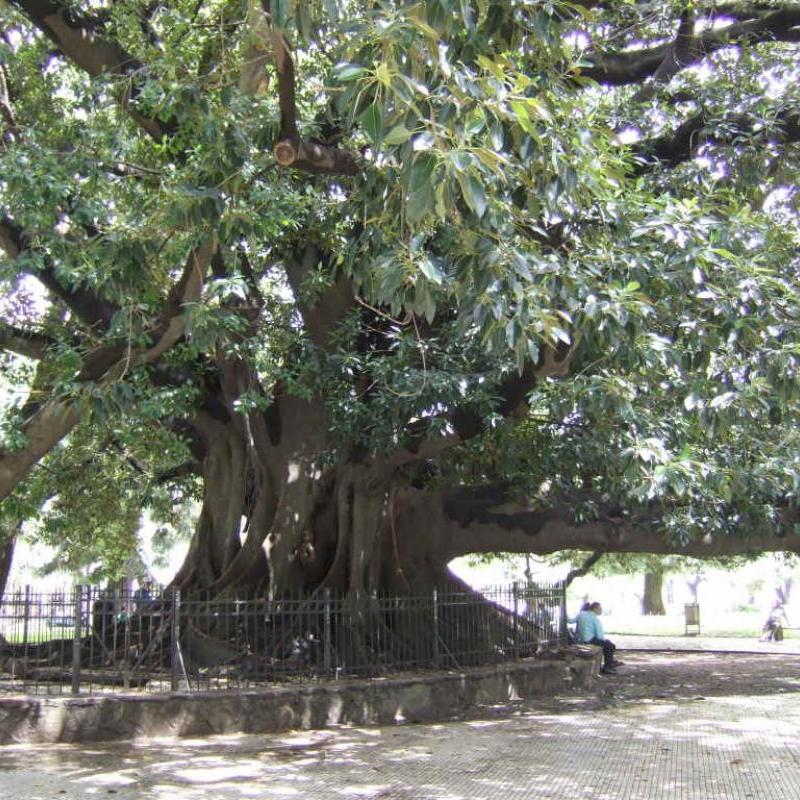 El Gomero in Plaza San Martin El Gomero in Plaza San Martin